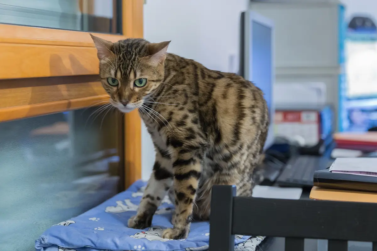 Bengal adulte debout montrant les rosettes de sa robe