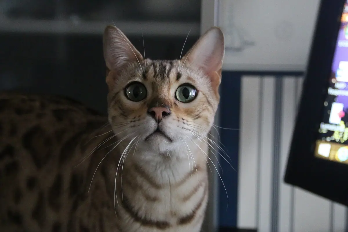Portrait d’un Bengal à la robe claire en intérieur