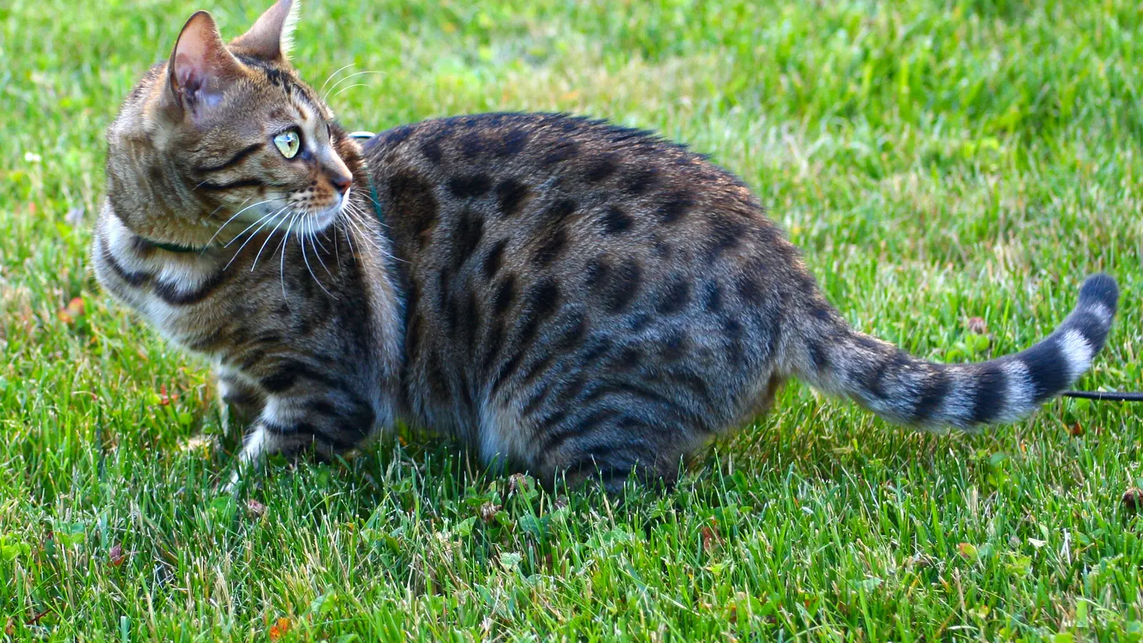 Bengal femelle adulte accroupie dans l’herbe, montrant la tête, le corps long, les rosettes, les pattes et la queue annelée