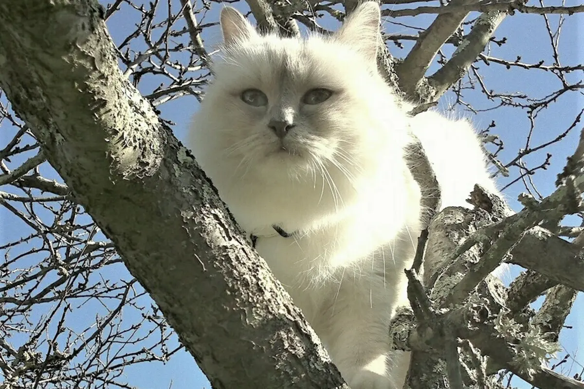 Sacré de Birmanie lilac point debout dans un arbre, montrant le corps et les pattes