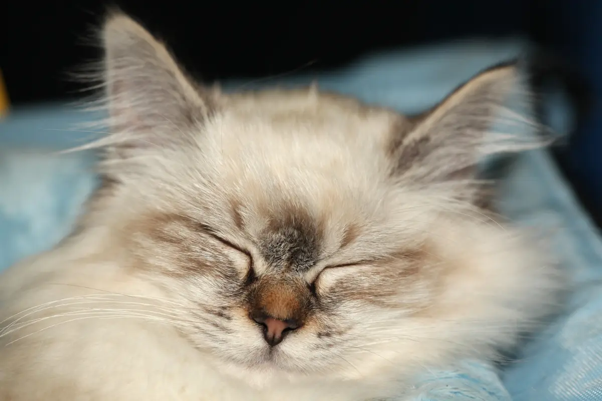 Portrait détendu d’un Sacré de Birmanie aux yeux fermés