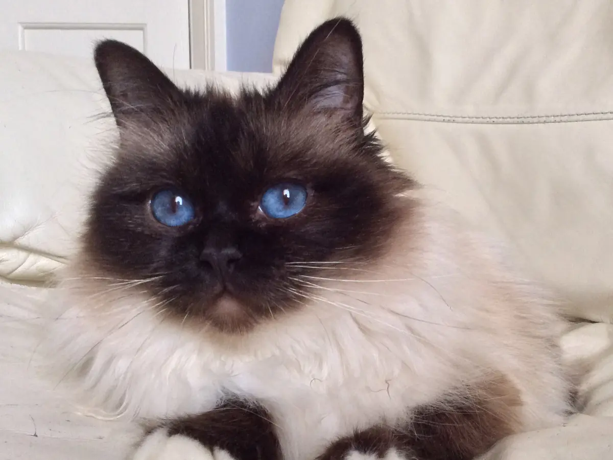 Chat Sacré de Birmanie