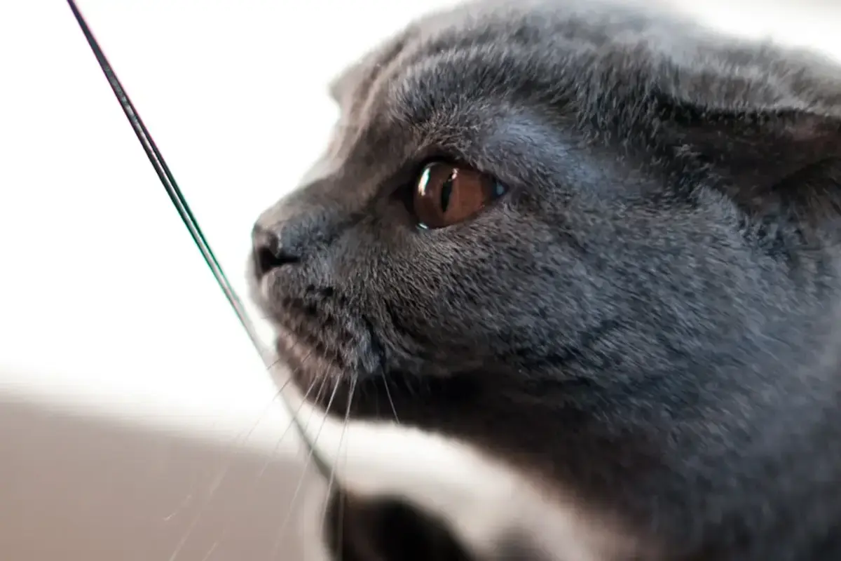 Portrait de profil d’un British Shorthair bleu observant un jouet