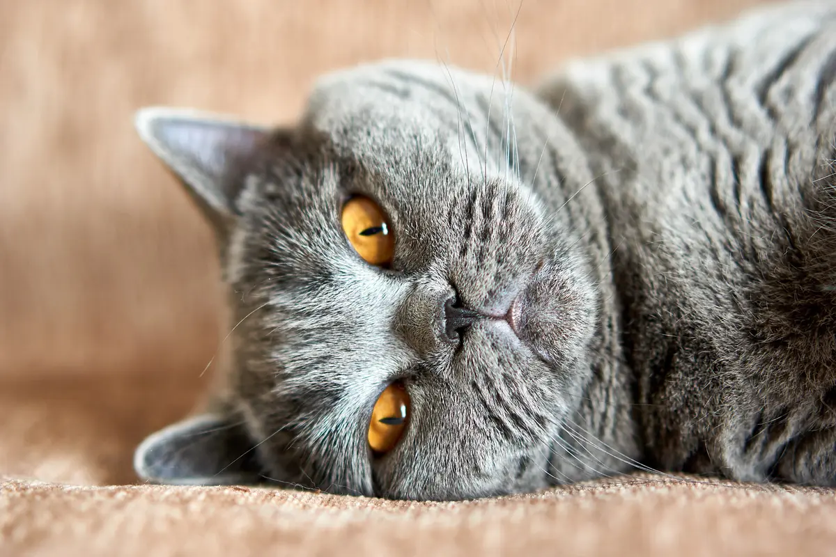British Shorthair bleu adulte couché