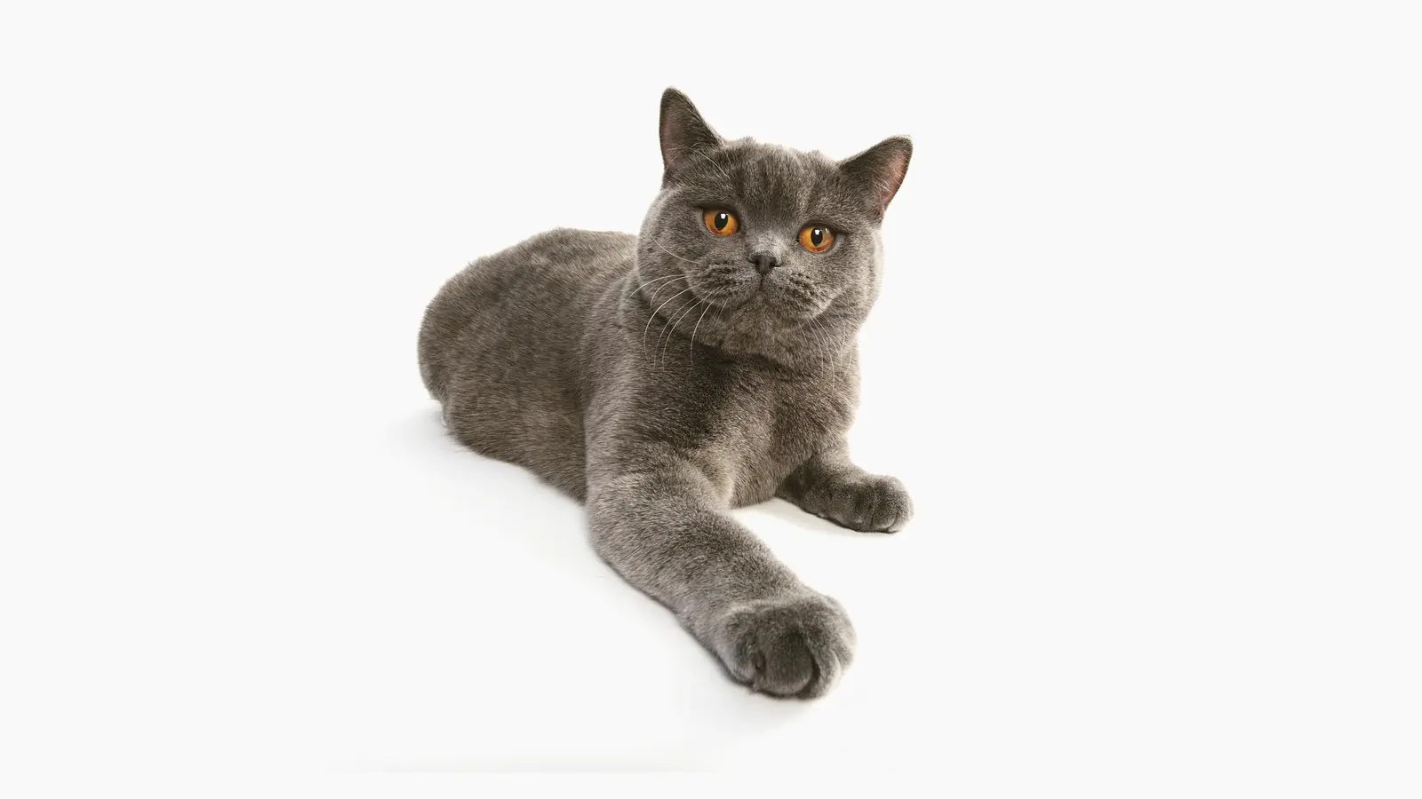 British Shorthair bleu adulte couché sur fond clair, montrant la tête ronde, les yeux cuivrés, le corps compact et la fourrure dense