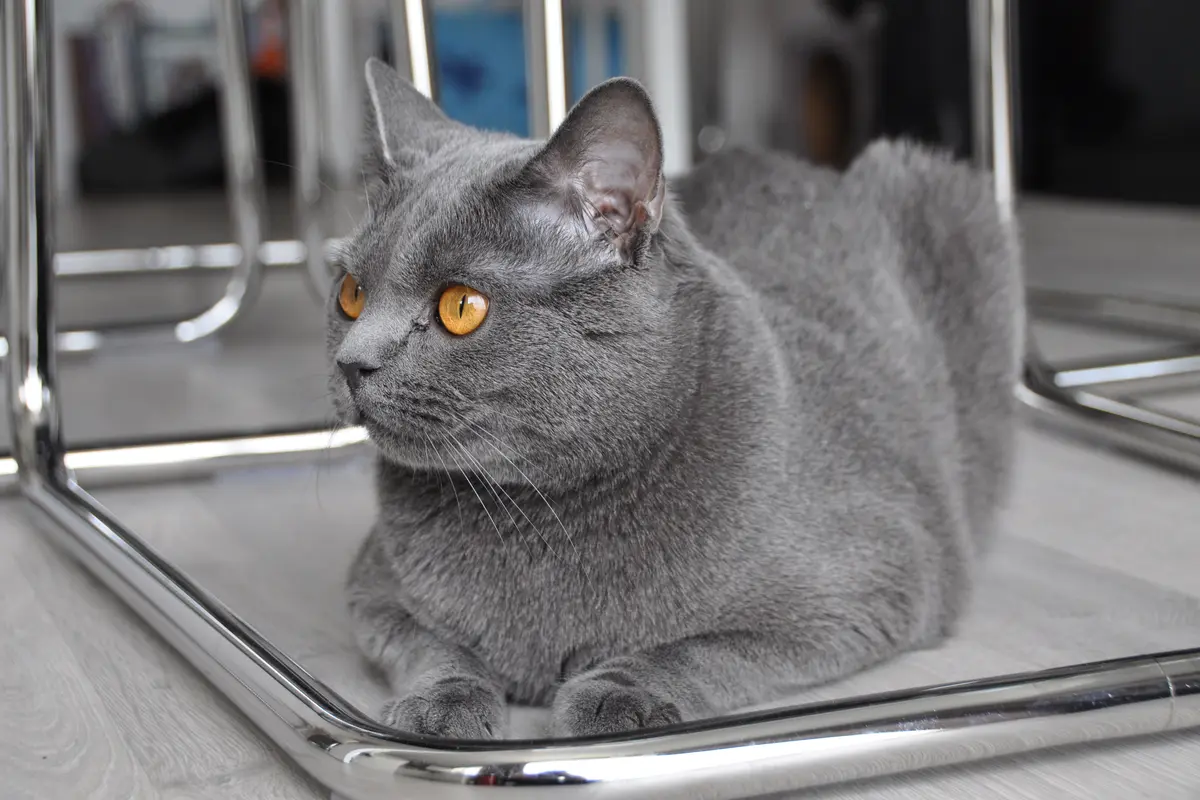 Chartreux adulte couché montrant les yeux orange et le poil bleu dense