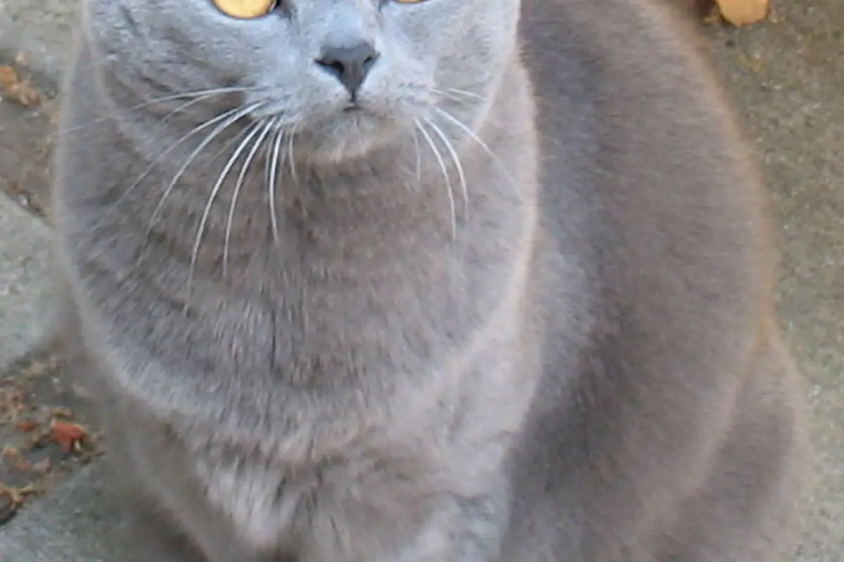 Chartreux femelle adulte vue de face en extérieur