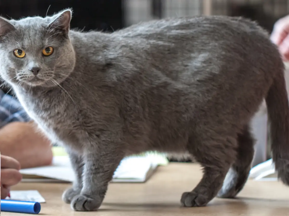 Chat Chartreux