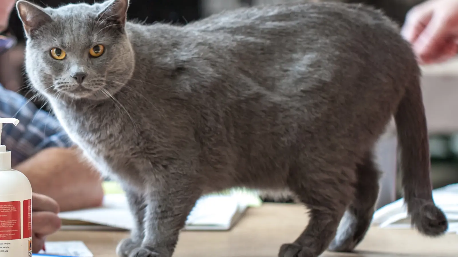 Chartreux mâle adulte debout montrant le corps robuste, la robe bleue uniforme et les yeux orangés