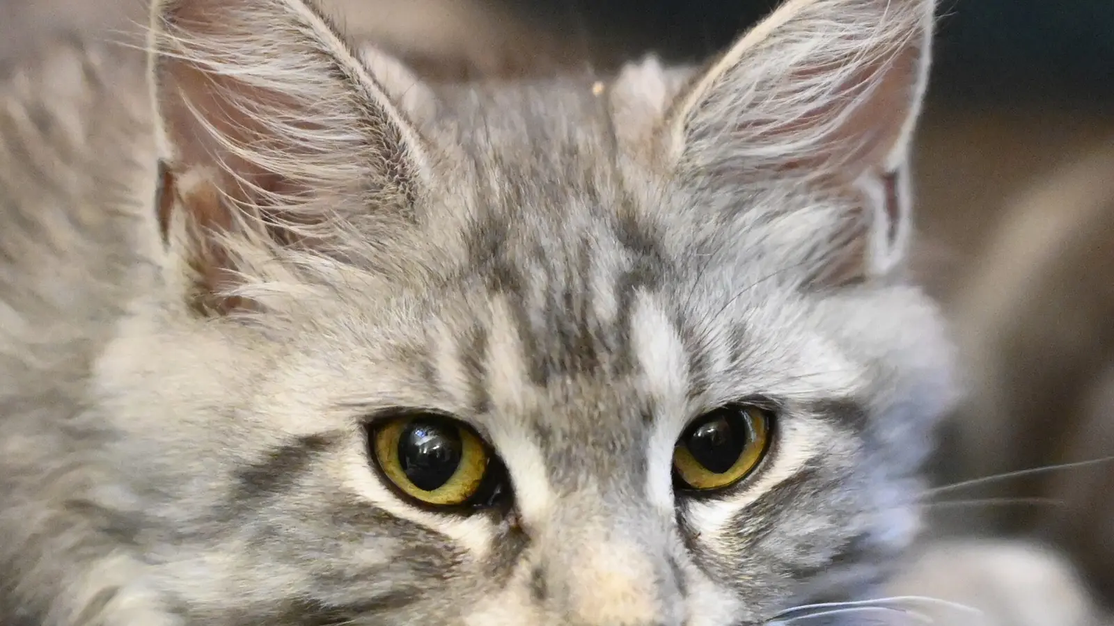 Portrait rapproché d’une jeune Maine Coon gris argenté montrant les yeux et les plumets des oreilles