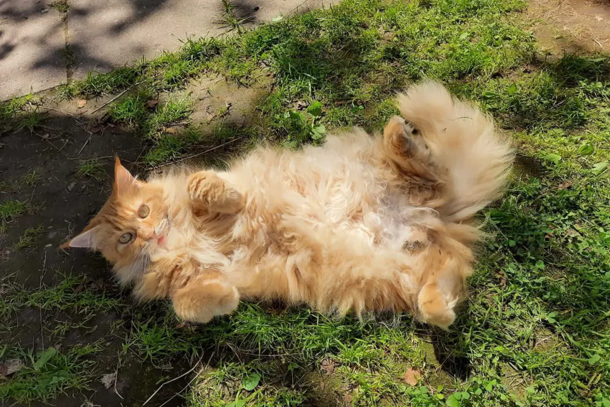 Maine Coon roux allongé dans l’herbe