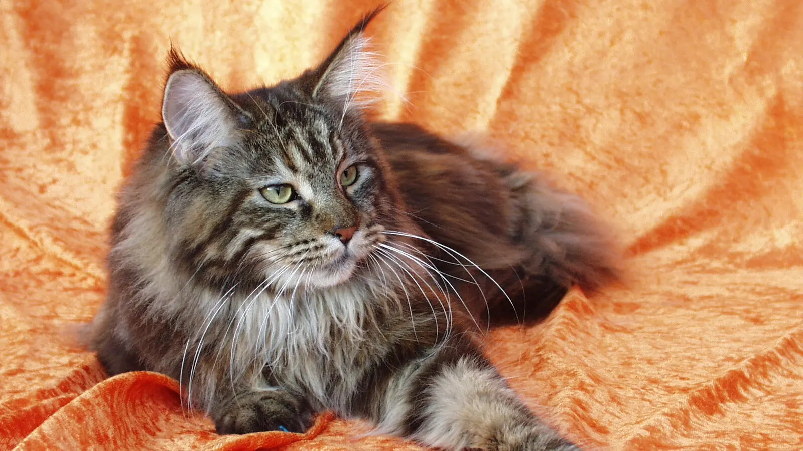 Maine Coon femelle brown blotched tabby, couchée, avec grandes oreilles, museau carré, collerette et corps visibles