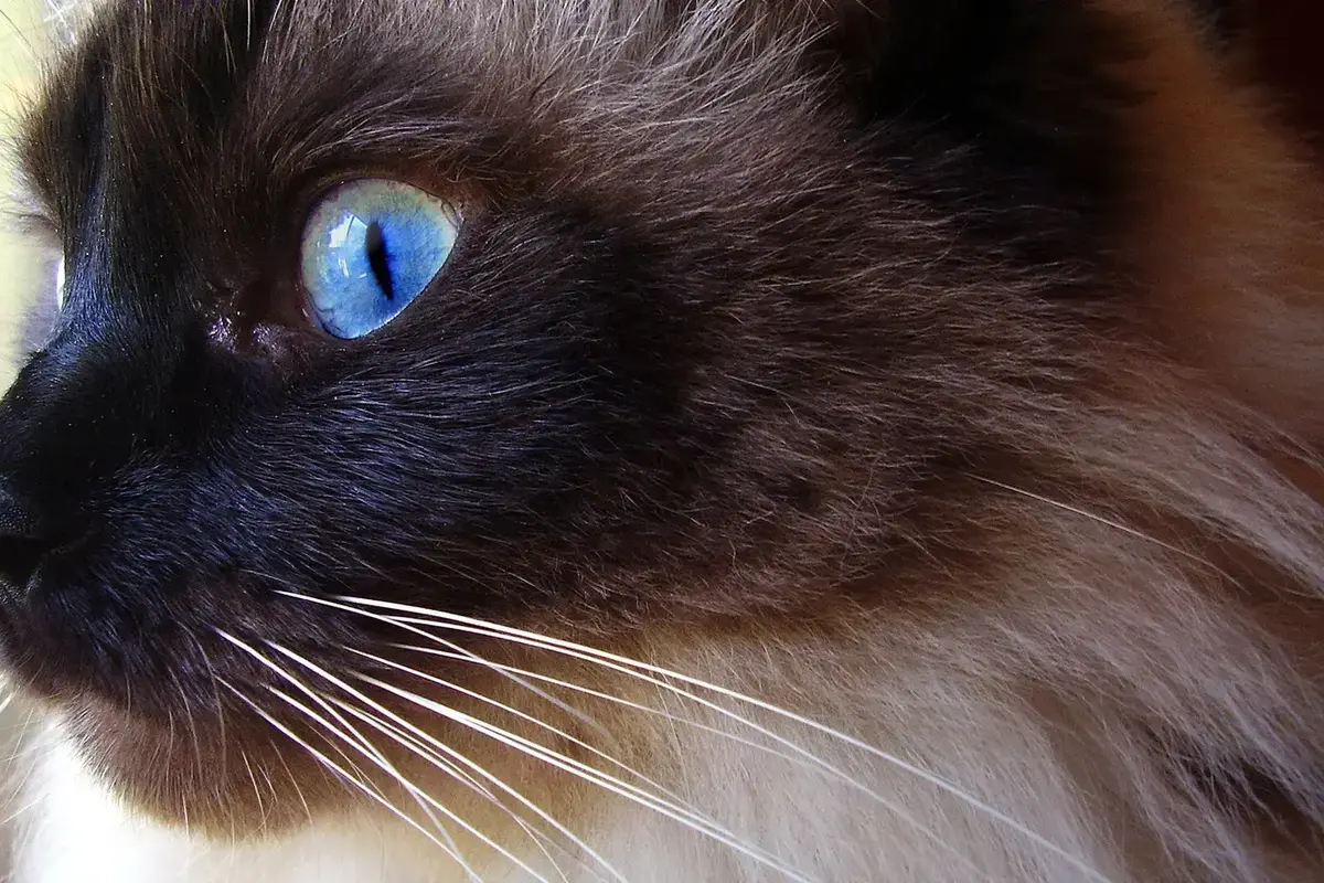 Portrait rapproché d’un Ragdoll colourpoint aux yeux bleus