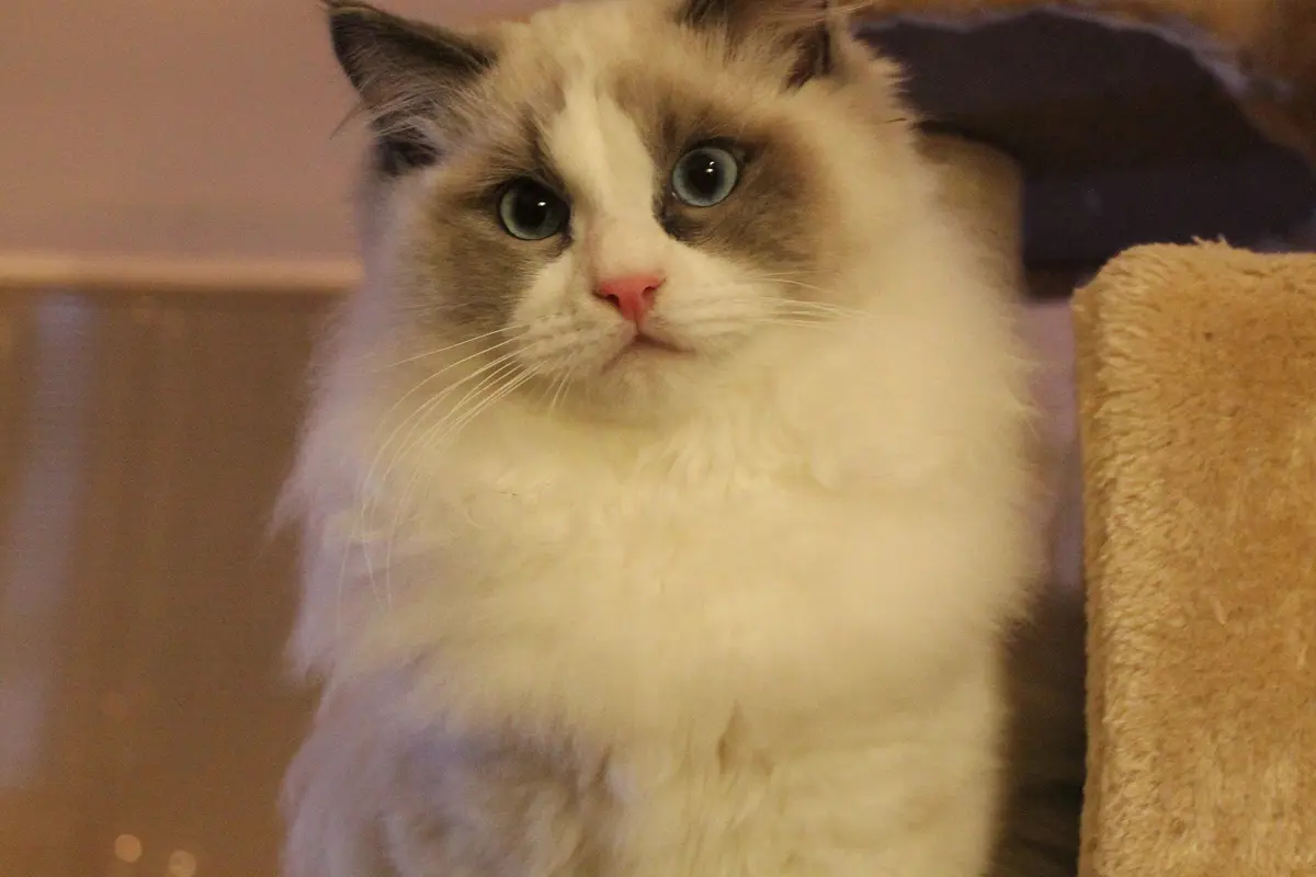 Jeune Ragdoll bicolore aux yeux bleus sur un arbre à chat