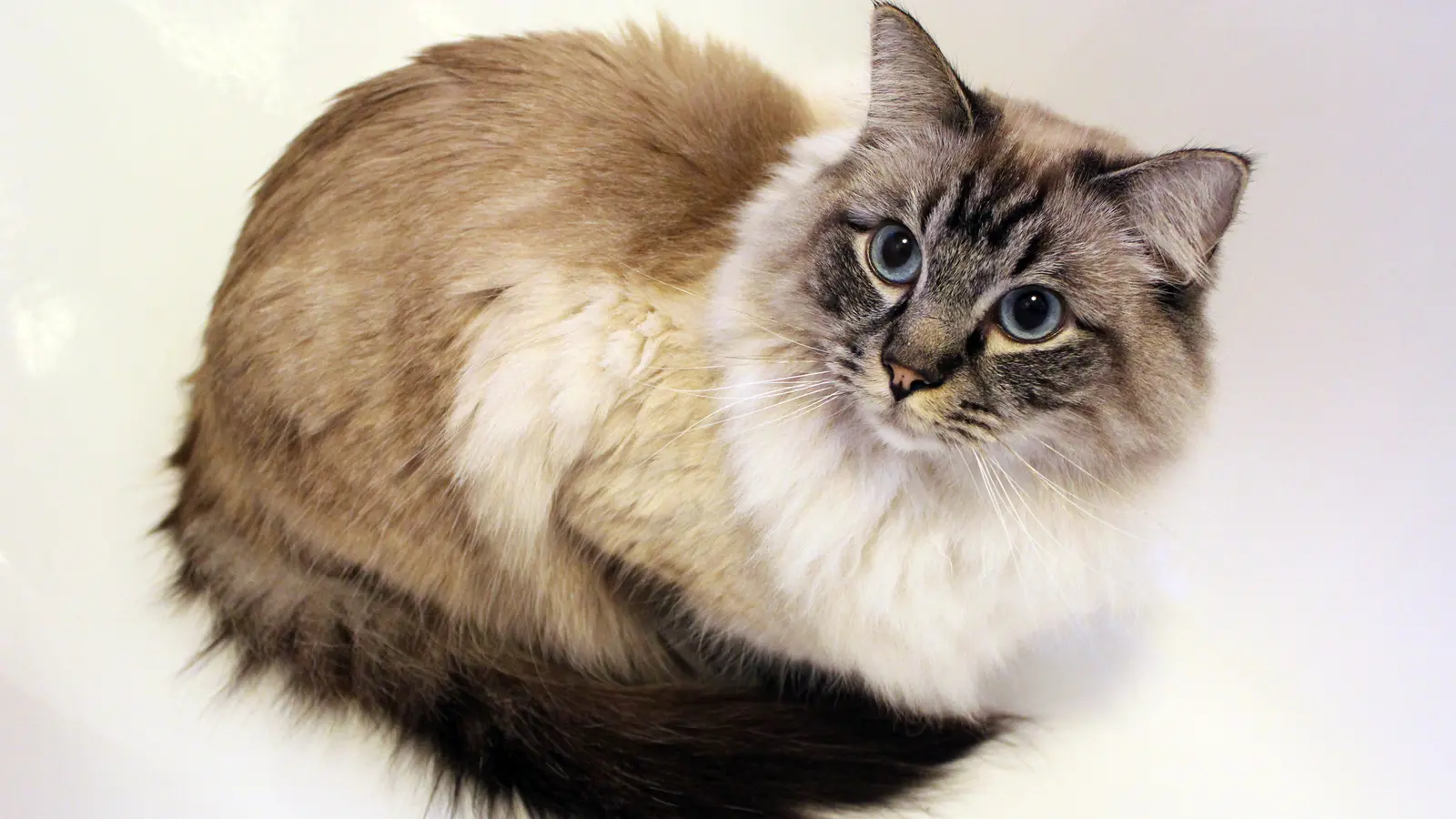 Ragdoll mâle seal lynx point adulte couché, montrant les yeux bleus, la robe colourpoint, le poil mi-long et la queue fournie