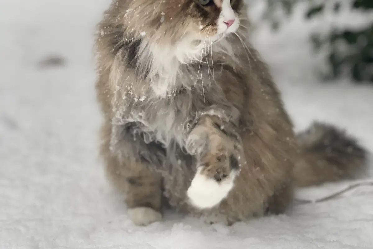 Sibérien tabby dans la neige montrant la densité du pelage hivernal