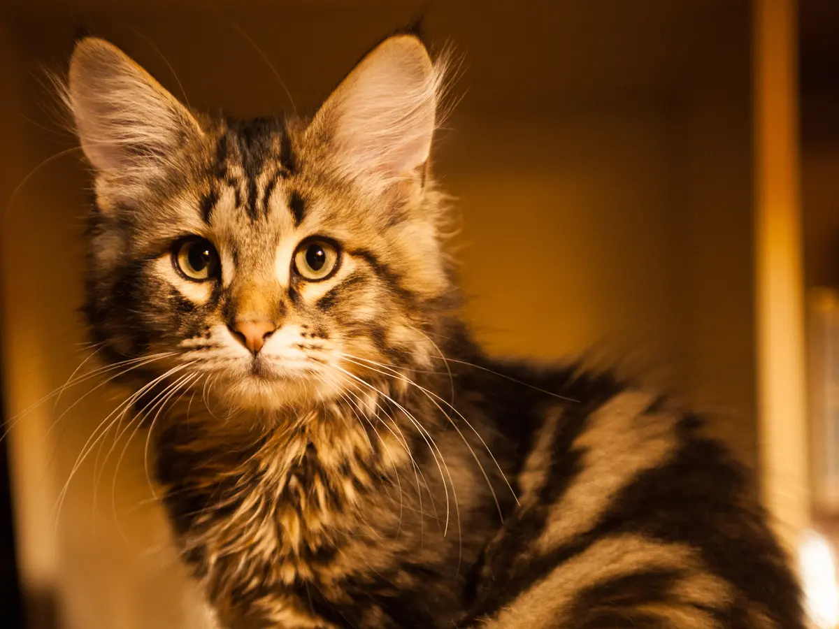 Chat Sibérien