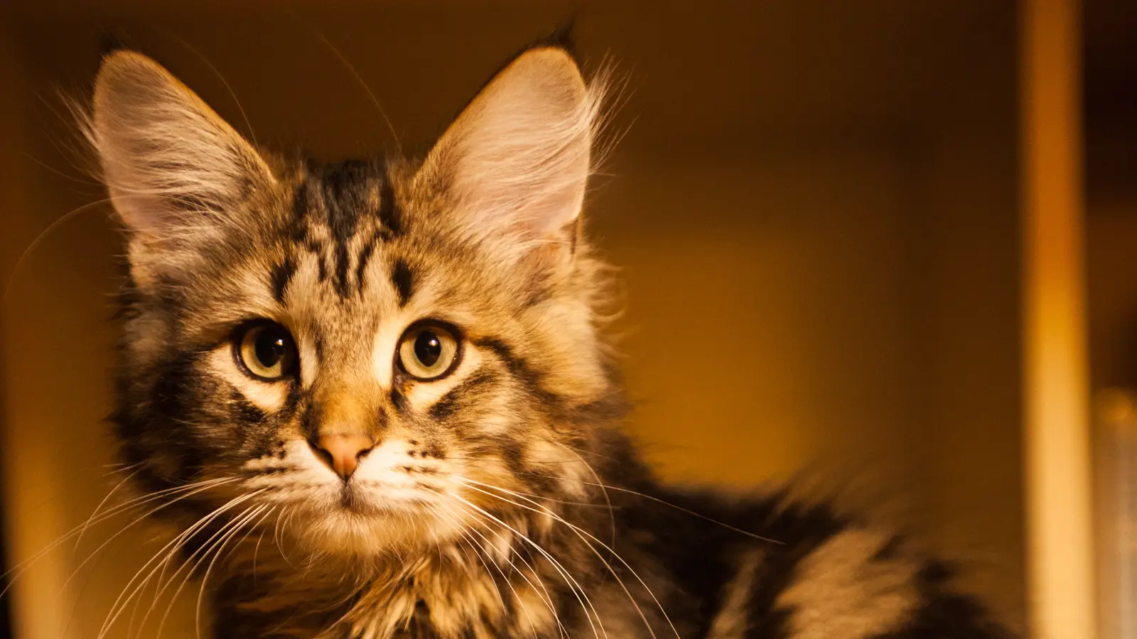 Sibérien black tabby adulte montrant une tête arrondie, de grandes oreilles, une collerette et une fourrure abondante